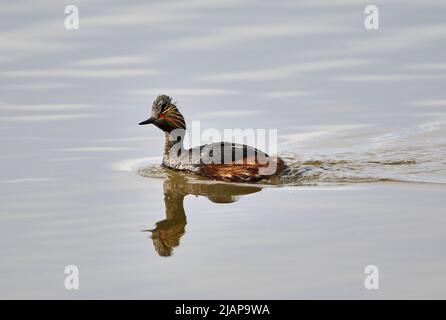 Grebe aigre AKA Grebe Ã col noir, (Podiceps nigricollis) nage, Frank Lake, Alberta, Canada Banque D'Images