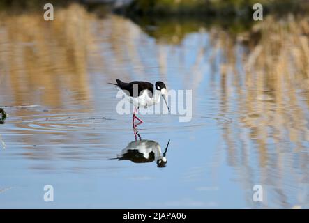 Moult à col noir (Himantopus mexicanus) en cours d'alimentation au bord du lac Frank, Alberta, Canada Banque D'Images