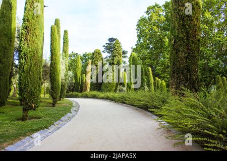 Une route sinueuse en terre profonde dans le parc public, jardin botanique avec de grands cyprès taillés en rangée et arbustes. Voyage dans la nature sur une da ensoleillée d'été Banque D'Images