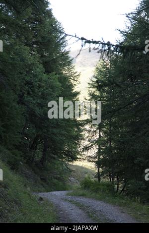 Au Col de Vars : un chemin ombré à travers les sapins Banque D'Images