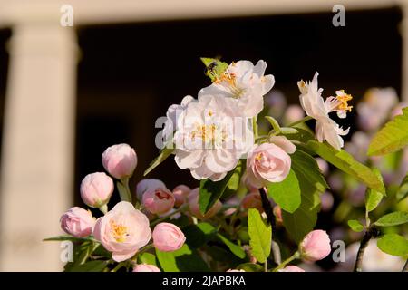 Belles fleurs rose pâle d'une pomme de crabe sucrée en fleur au printemps à Ottawa, Ontario, Canada. Banque D'Images