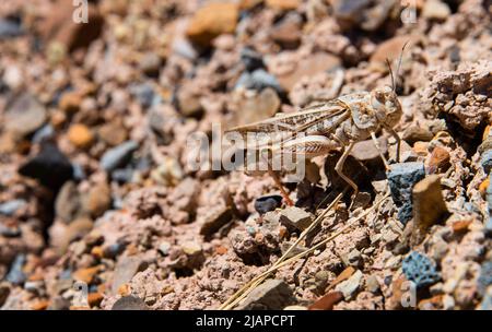 Sauterelle dans un environnement aride et sec à la carrière de dinosaures Cleveland-Lloyd, Utah, États-Unis. Une version optimisée d'un US National Park Service. Crédit photo : NPS/M.Reed Banque D'Images