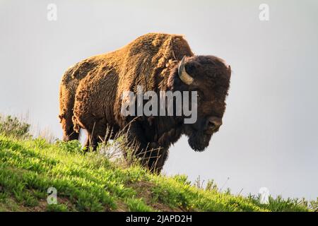 Bison, parc national de Yellowstone. Wyoming, États-Unis d'Amérique. Yellowstone abrite des centaines d'espèces animales. Le bison des États-Unis (Bison bison) est une espèce de bison originaire de l'Amérique du Nord. Les bisons sont souvent appelés bisons, bien que ce terme soit également utilisé pour désigner d'autres bovins. C'est l'une des deux espèces existantes de bison, aux côtés du bison européen. Une version unique et optimisée d'une image NPS, crédit : NPS/D.Restivo Banque D'Images