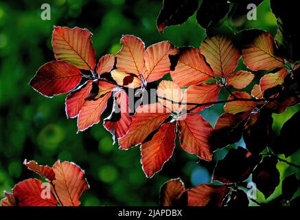 Feuilles de hêtre rétroéclairées, Springtime. Fagus sylvatica 'Purpurea' / Hêtre de cuivre ou hêtre européen. Arbre à propagation large, la couleur des feuilles varie du rouge au violet foncé. Superbe haie classique aux couleurs éclatantes au printemps et en été. Elle est parfaite comme une haie plissée avec une écorce lisse et une ramification en éventail. Décidue. Hardy. Banque D'Images