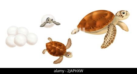 Tortues de mer réaliste ensemble avec oeufs couver bébé juvénile et adulte isolé contre fond blanc illustration vectorielle Illustration de Vecteur