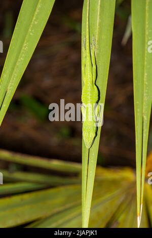 Anole vert endormi - Anolis carolinensis Banque D'Images