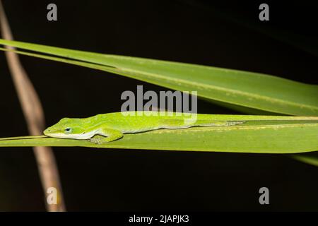 Anole vert endormi - Anolis carolinensis Banque D'Images