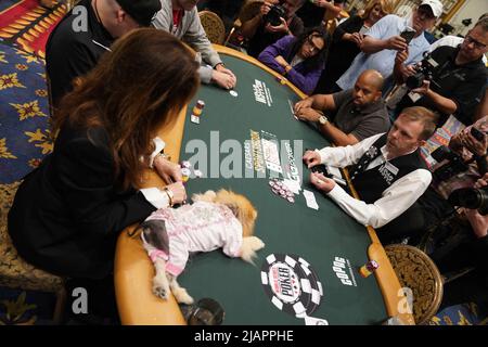 LAS VEGAS, NV - 30 mai: Lisa Vanderpump joue dans l'une des premières tables d'action avec son chien Puffy à Bally's/Paris Las Vegas pour WSOP - World Series of Poker sur 30 mai 2022 à LAS VEGAS, Etats-Unis. (Photo de Louis Grasse/PxImages) Banque D'Images