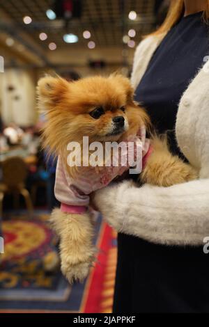 LAS VEGAS, NV - 30 mai: Lisa Vanderpump joue dans l'une des premières tables d'action avec son chien Puffy à Bally's/Paris Las Vegas pour WSOP - World Series of Poker sur 30 mai 2022 à LAS VEGAS, Etats-Unis. (Photo de Louis Grasse/PxImages) Banque D'Images