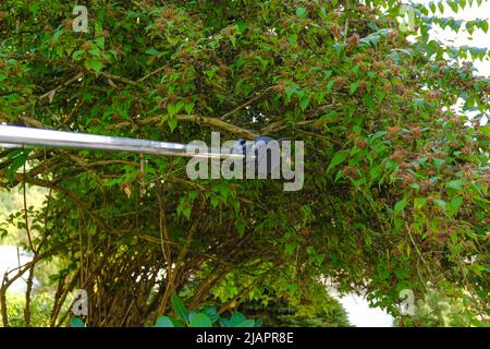 Sécateur de jardin pour l'élagage des branches.Pruning des arbres dans le jardin. sécateur de jardin coupe des branches vertes Banque D'Images