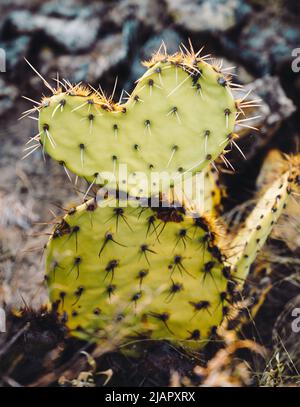Cactus en forme de coeur mignon, gros plan. Banque D'Images