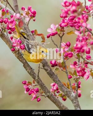 Baltimore est un centre d'orientation dans le nord du Wisconsin. Banque D'Images