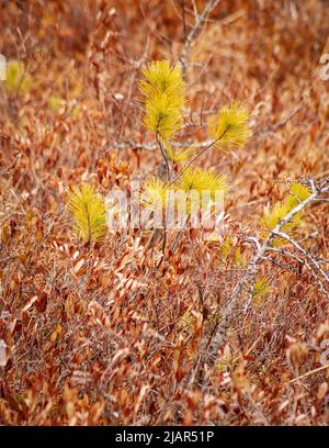 Marais Heron : pin blanc (Pinus strobus) poussant au milieu d'arbustes nains à feuilles de luthère. L'arbre est rabaissé en raison de la faible teneur en nutriments dans la tourbe acide de tourbière. Banque D'Images