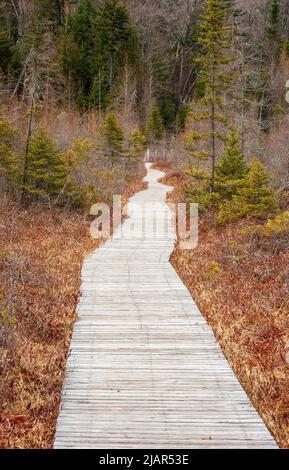 Promenade au-dessus de la fen sur le sentier Heron Marsh Trail. Milieux humides des Adirondacks : carex et arbustes à feuilles de luthère. Paul Smith's College Visitor Interpretive Center. Banque D'Images