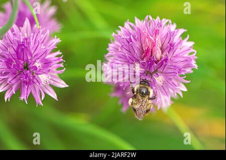 Biumblebee (Bombus) sur une fleur de ciboulette commune (Allium schoenoprasum). Banque D'Images