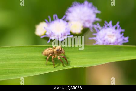 Evarcha falcata Banque D'Images