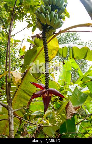 Fleur de banane et petites bananes vertes poussant sur un arbre Banque D'Images