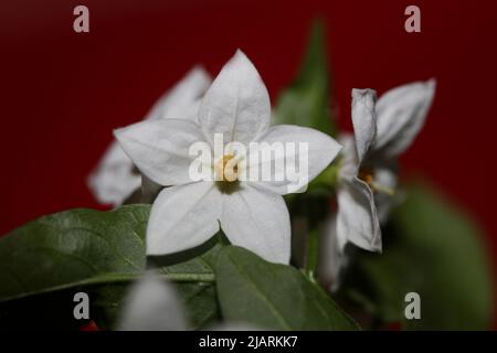 Fleur d'été blanche gros plan famille solanum laxum solanaceae fond botanique haute qualité grand format imprimé Banque D'Images