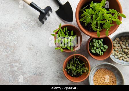 Pots avec des semis, des graines et du matériel de semis sur la table. Une alimentation saine. Banque D'Images