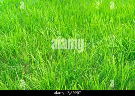Herbe verte juteuse au soleil. Été, herbe de prairie. Banque D'Images