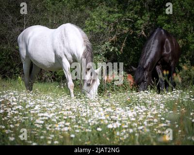 Chevaux andalous espagnols blancs et noirs paissant dans un pré marigold. Banque D'Images