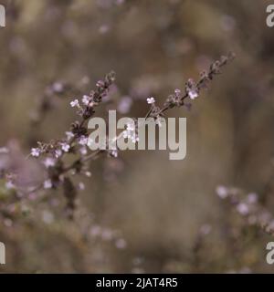 Flore de Gran Canaria - Micromeria varia herbe, localement appelé thym, endémique aux Canaries et Madère, fond macro floral naturel Banque D'Images