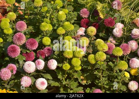 les fleurs de chrysanthème ressemblent à du ping-pong dans le jardin par beau temps Banque D'Images