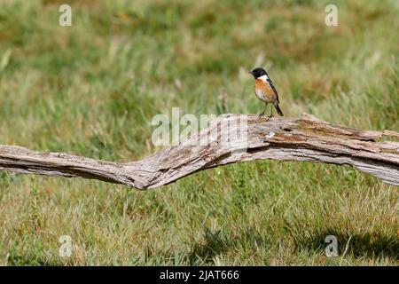 Jeudi commun, Elstead. 31st mai 2022. Des intervalles ensoleillés dans les comtés d'origine aujourd'hui. Un mâle de stonechat vu au Thurley Common à Elstead dans Surrey. Crédit : james jagger/Alay Live News Banque D'Images