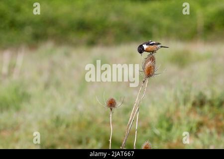 Jeudi commun, Elstead. 31st mai 2022. Des intervalles ensoleillés dans les comtés d'origine aujourd'hui. Un mâle de stonechat vu au Thurley Common à Elstead dans Surrey. Crédit : james jagger/Alay Live News Banque D'Images