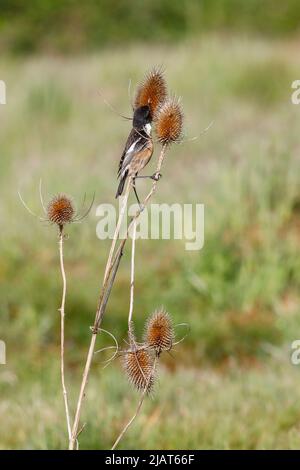 Jeudi commun, Elstead. 31st mai 2022. Des intervalles ensoleillés dans les comtés d'origine aujourd'hui. Un mâle de stonechat vu au Thurley Common à Elstead dans Surrey. Crédit : james jagger/Alay Live News Banque D'Images