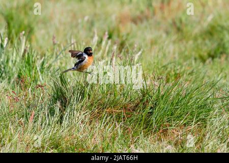 Jeudi commun, Elstead. 31st mai 2022. Des intervalles ensoleillés dans les comtés d'origine aujourd'hui. Un mâle de stonechat vu au Thurley Common à Elstead dans Surrey. Crédit : james jagger/Alay Live News Banque D'Images