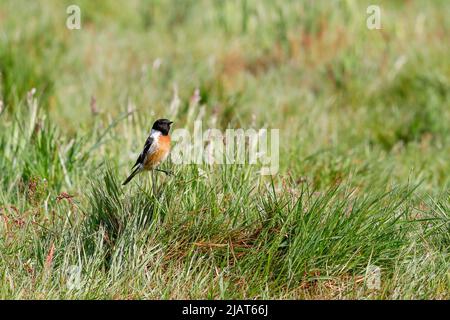 Jeudi commun, Elstead. 31st mai 2022. Des intervalles ensoleillés dans les comtés d'origine aujourd'hui. Un mâle de stonechat vu au Thurley Common à Elstead dans Surrey. Crédit : james jagger/Alay Live News Banque D'Images