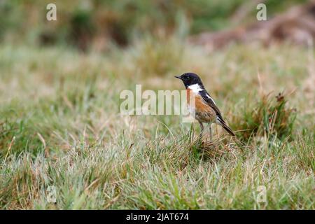 Jeudi commun, Elstead. 31st mai 2022. Des intervalles ensoleillés dans les comtés d'origine aujourd'hui. Un mâle de stonechat vu au Thurley Common à Elstead dans Surrey. Crédit : james jagger/Alay Live News Banque D'Images