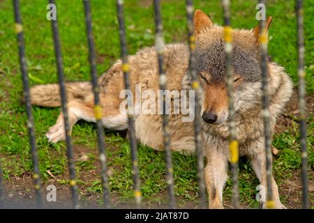 Gros plan du loup gris (Canis lupus Linnaeus) par Fence au zoo. Photo de haute qualité Banque D'Images