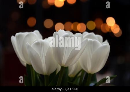 Bouquet de tulipes blanches avec bokeh sur fond sombre. Fleurs de tulipe printanière dans l'espace urbain avec lumières de soirée, foyer sélectif. Banque D'Images