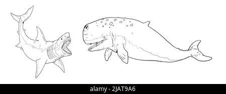 Le mégalodon de requin attaque une baleine préhistorique Livyatan. Bataille de l'illustration des animaux. Modèle pour livre de coloriage. Banque D'Images