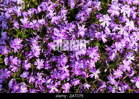 Le phlox touffeté (Phlox douglasii) 'Crackerjack' fleurit dans la pépinière au début de juin. Photo de haute qualité Banque D'Images