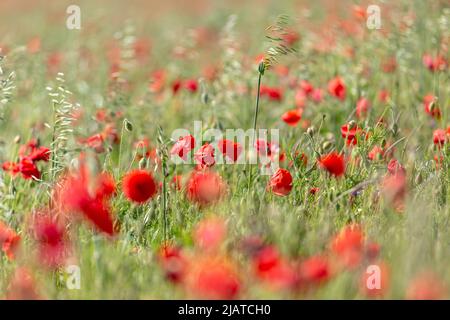 Les coquelicots croissent parmi l'avoine, avec une faible profondeur de champ Banque D'Images