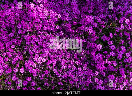 Le phlox touffeté (Phlox douglasii) 'Crackerjack' fleurit dans la pépinière au début de juin. Photo de haute qualité Banque D'Images