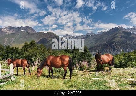 Les chevaux sauvages avec les montagnes s'étendent avec des nuages et des nuages de tempête à l'arrière-plan. Montagnes du Caucase, région de Svaneti en Géorgie. Banque D'Images