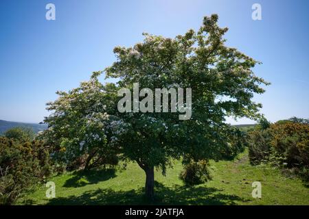 Hawthorn dans Bloom, Dartmoor, Devon Banque D'Images