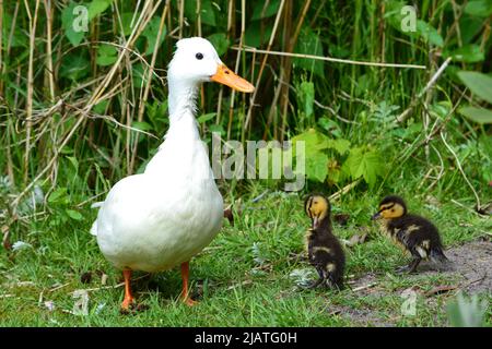 Les jeunes canards et leur mère/canard de profil latéral Banque D'Images