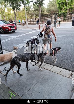 Une femme marche avec cinq lévriers. Ils marchent à travers une traversée de zébra. Banque D'Images