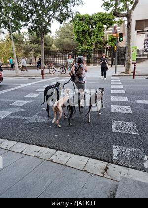 Une femme marche avec cinq lévriers. Ils marchent à travers une traversée de zébra. Banque D'Images