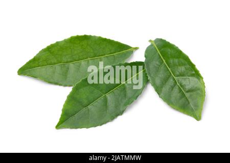 Feuilles de thé vert frais, Camellia sinensis, isolées sur fond blanc Banque D'Images