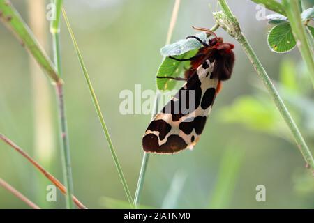 Gros plan d'une belle papillon de tigre de jardin - Arctia caja, papillon trouvé dans un pré, Lituanie Banque D'Images