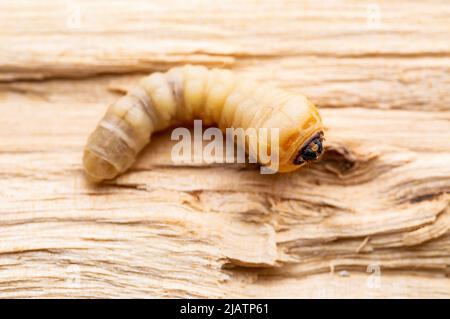 Ver du bois, écorce de bois ou couteau à bois Beetle Scolytinae parasite Insect Worm larva Maggot Plant Pest Macro Banque D'Images