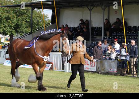 Ipswich, Royaume-Uni. 01st juin 2022. Après avoir été annulé en 2020 et 2021 en raison des restrictions de Covid, le Suffolk Show retourne à Ipswich. Les grands chevaux shire sont jugés sur l'anneau du Président. Crédit : Eastern Views/Alamy Live News Banque D'Images