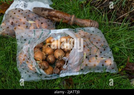 Un sac de bulbes de tulipe prêts à planter. Il y a un dibber en bois à côté du sac à utiliser pour la plantation. Banque D'Images