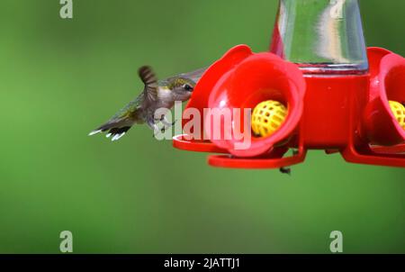 Gros plan d'un colibris entrant pour un atterrissage sur notre mangeoire à colibris Banque D'Images